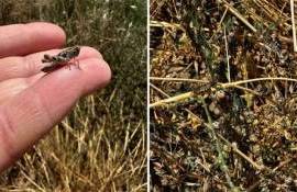 В Одесской области зафиксировано нашествие саранчи - agroexpert.md