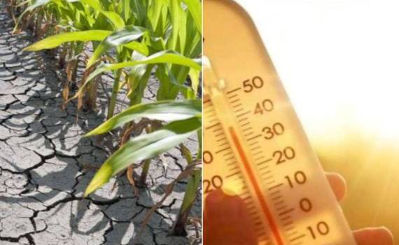 В Молдове 4 июля из-за жары объявлен жёлтый код метеоопасности - agroexpert.md