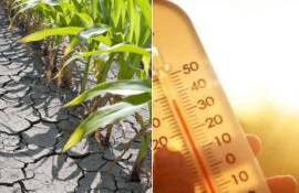 В Молдове 4 июля из-за жары объявлен жёлтый код метеоопасности - agroexpert.md
