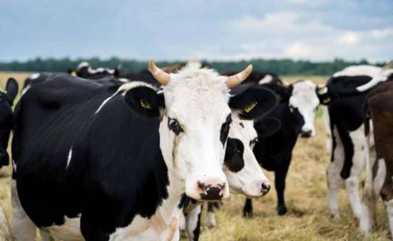 Турция закрывает все рынки скота из-за вспышки ящура - agroexpert.md