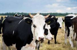 Турция закрывает все рынки скота из-за вспышки ящура - agroexpert.md