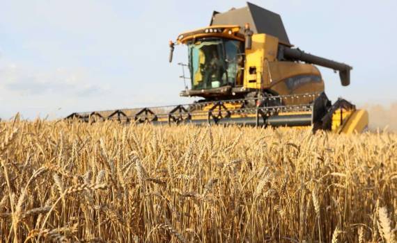 Оценки рекордного урожая пшеницы в Румынии на 2025/26 МГ вновь повышены - agroexpert.md