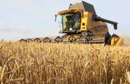 Оценки рекордного урожая пшеницы в Румынии на 2025/26 МГ вновь повышены - agroexpert.md