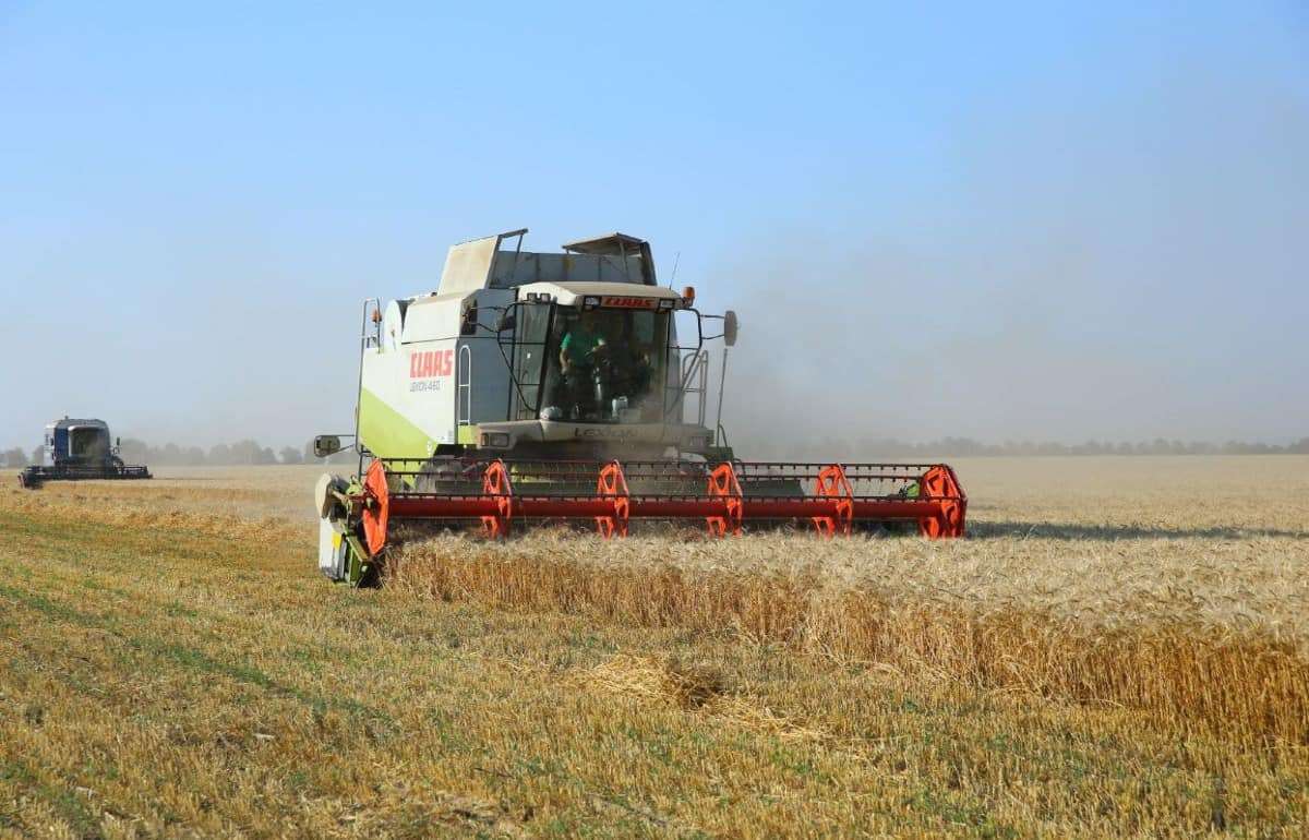 MAIA: Прогноз высокого урожая пшеницы подтверждён оперативными сводками - agroexpert.md