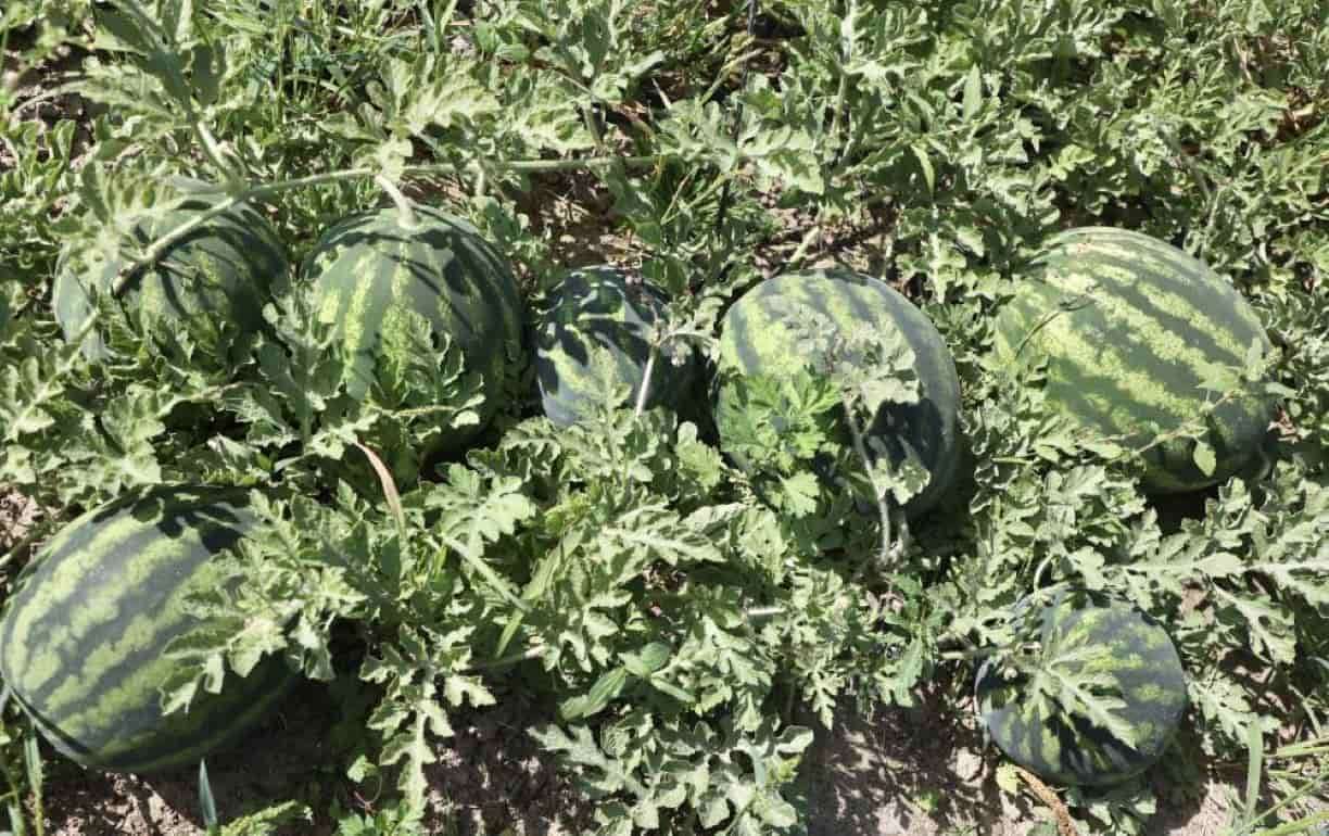 В Украине открылся арбузный сезон 2025 года - agroexpert.md