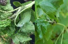 ANSA рассказала о мерах для борьбы с тлей - agroexpert.md
