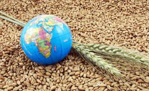Мировой рынок зерна: в четверг пшеница подешевела, кукуруза подорожала - agroexpert.md