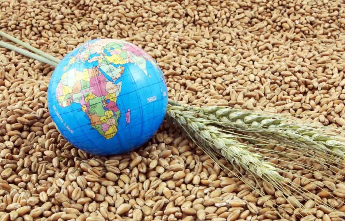 Мировой рынок зерна: в четверг пшеница подешевела, кукуруза подорожала - agroexpert.md