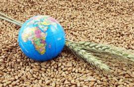 Мировой рынок зерна: в четверг пшеница подешевела, кукуруза подорожала - agroexpert.md