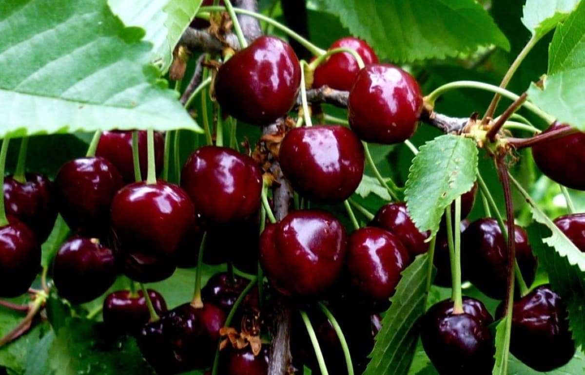 Экспорт молдавской черешни сократился, но экспортная стоимость выросла - agroexpert.md