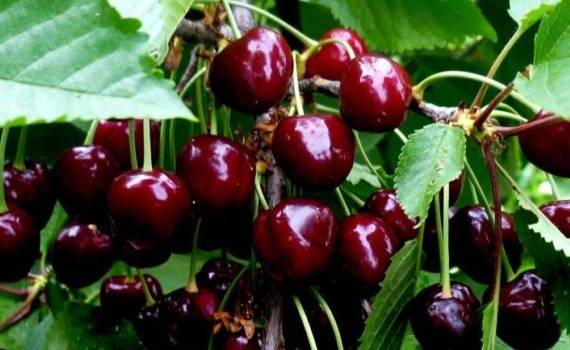 Экспорт молдавской черешни сократился, но экспортная стоимость выросла - agroexpert.md
