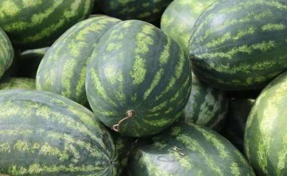В Молдове начались продажи местных арбузов и дынь - agroexpert.md