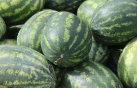 В Молдове начались продажи местных арбузов и дынь - agroexpert.md