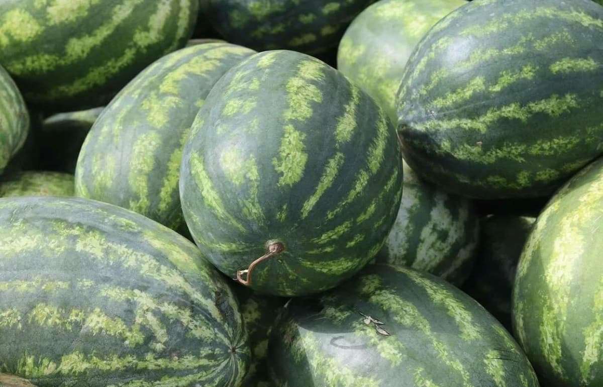 В Молдове начались продажи местных арбузов и дынь - agroexpert.md