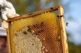 Молдавский мёд урожая 2025 года под угрозой из-за засухи и заморозков - agroexpert.md