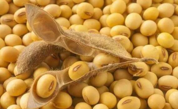В ЕС выдано разрешение на использование ГМ-сои для кормов животным - agroexpert.md