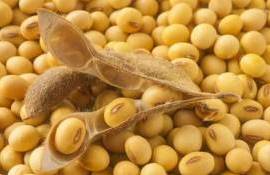 В ЕС выдано разрешение на использование ГМ-сои для кормов животным - agroexpert.md