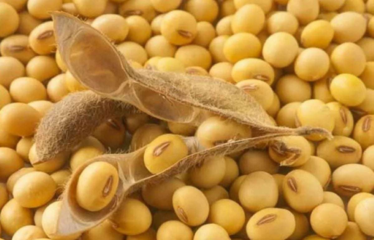 В ЕС выдано разрешение на использование ГМ-сои для кормов животным - agroexpert.md