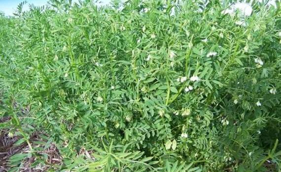 Пшеница и бобовые вместо канолы – решение канадских фермеров - agroexpert.md