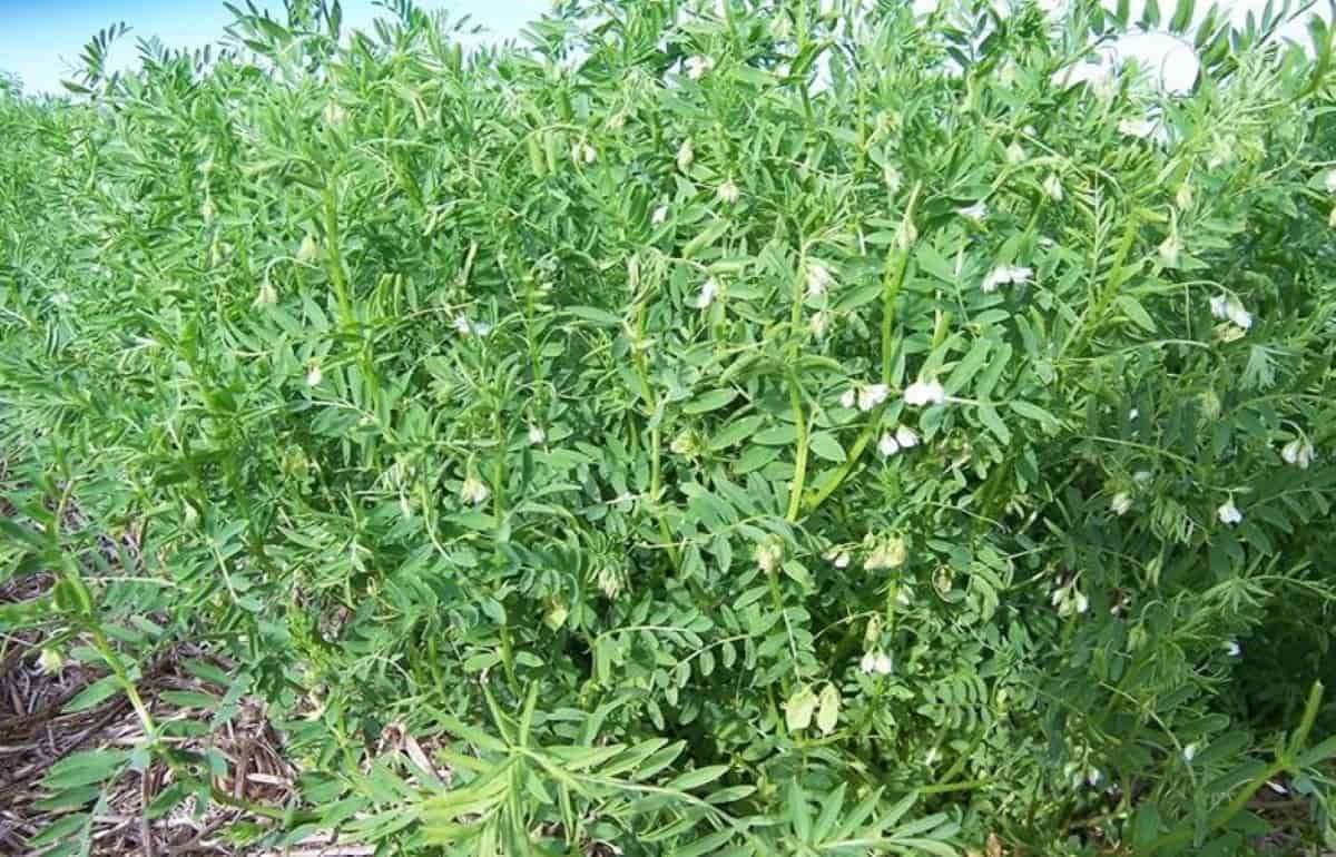 Пшеница и бобовые вместо канолы – решение канадских фермеров - agroexpert.md