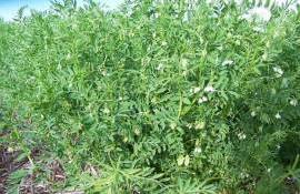 Пшеница и бобовые вместо канолы – решение канадских фермеров - agroexpert.md