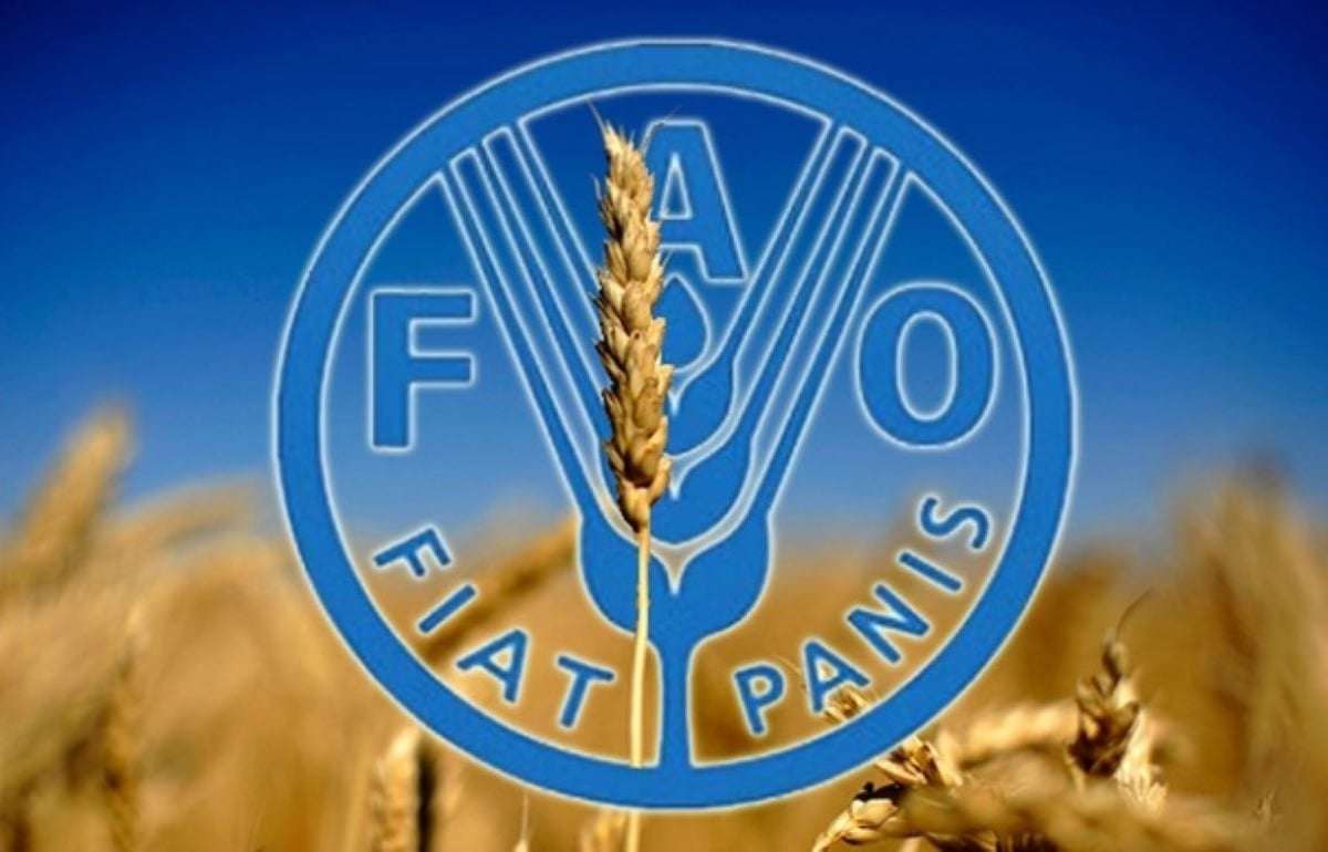 ФАО улучшило прогноз рекордного урожая зерна в мире - agroexpert.md