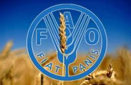 ФАО улучшило прогноз рекордного урожая зерна в мире - agroexpert.md