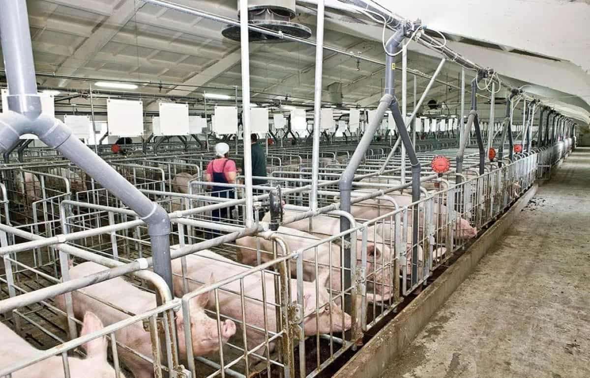 В Молдове фермеры смогут централизованно регистрировать свиней - agroexpert.md