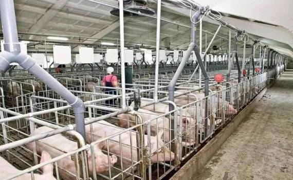 В Молдове фермеры смогут централизованно регистрировать свиней - agroexpert.md