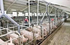 В Молдове фермеры смогут централизованно регистрировать свиней - agroexpert.md