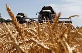 USDA: Засуха сократит урожай пшеницы в Турции — импорт вырастет втрое - agroexpert.md