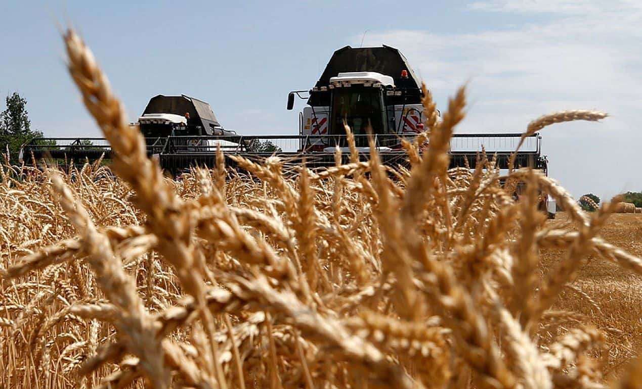 USDA: Засуха сократит урожай пшеницы в Турции — импорт вырастет втрое - agroexpert.md