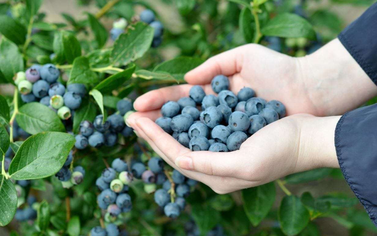 В Молдове стартовал сезон сбора местной голубики - agroexpert.md