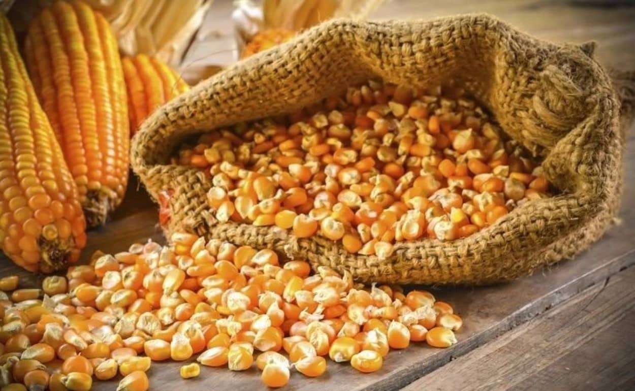 В Украине при цене спроса на кукурузу ниже 200 $/т торговля замирает - agroexpert.md