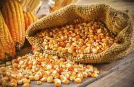 В Украине при цене спроса на кукурузу ниже 200 $/т торговля замирает - agroexpert.md