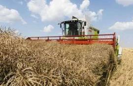 Рапс в Молдове: озвучены первые цены спроса на сезон 2025/26 - agroexpert.md