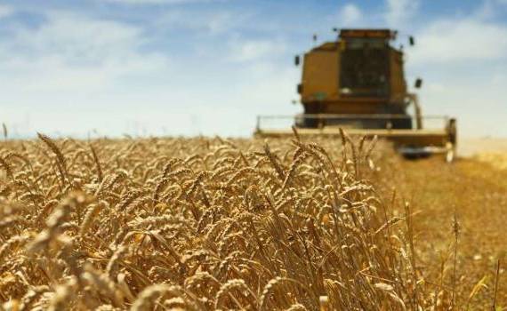Recoltă bună, dar fără profit: De ce fermierii amână vânzarea grâului - agroexpert.md