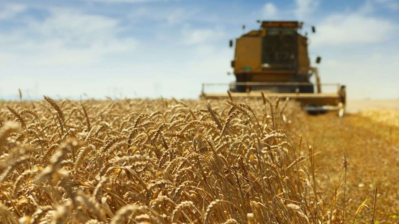 Recoltă bună, dar fără profit: De ce fermierii amână vânzarea grâului - agroexpert.md