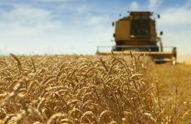 Recoltă bună, dar fără profit: De ce fermierii amână vânzarea grâului - agroexpert.md