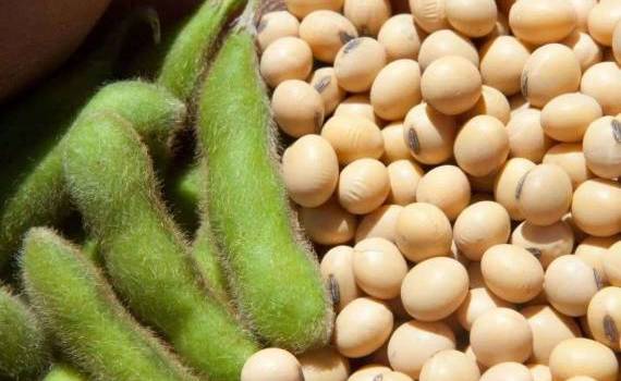 Основные факторы влияющие на торговлю соей на мировых рынках - agroexpert.md