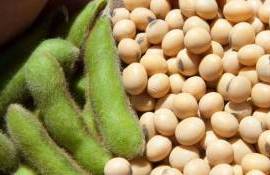 Основные факторы влияющие на торговлю соей на мировых рынках - agroexpert.md