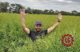 LIMAGRAIN: гибриды будущего, которые выбирают фермеры сегодня - agroexpert.md