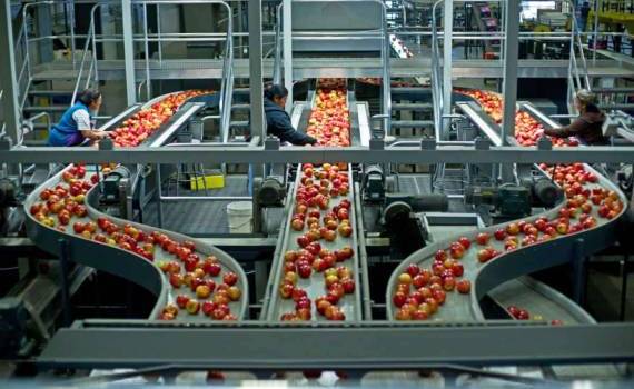 Производители фруктов обсудили стратегию продвижения молдавских фруктов - agroexpert.md