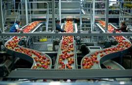 Производители фруктов обсудили стратегию продвижения молдавских фруктов - agroexpert.md
