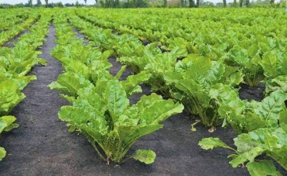 Производители сахарной свеклы в Польше оказались в кризисной ситуации - agroexpert.md