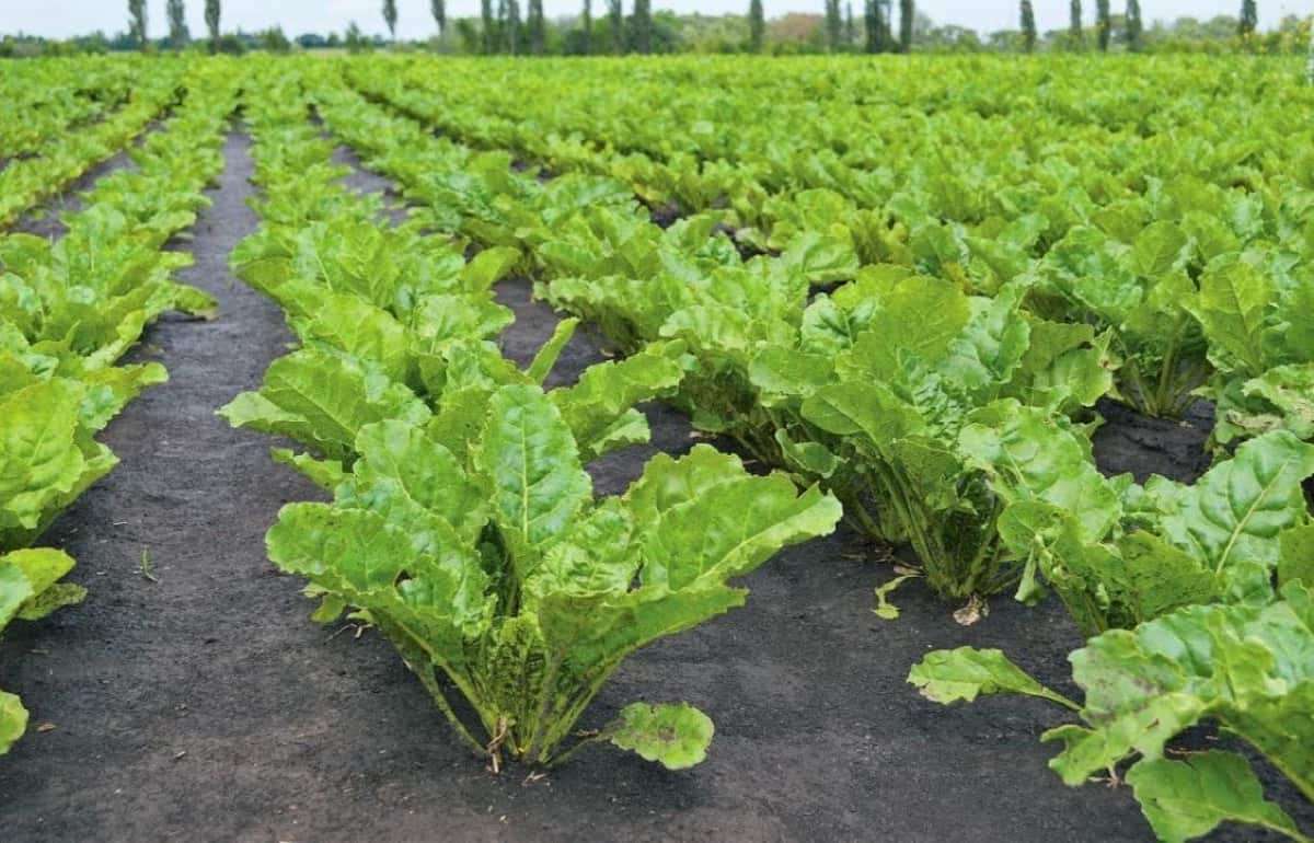 Производители сахарной свеклы в Польше оказались в кризисной ситуации - agroexpert.md