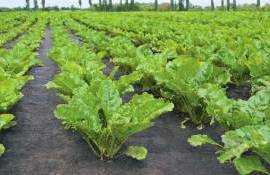 Производители сахарной свеклы в Польше оказались в кризисной ситуации - agroexpert.md