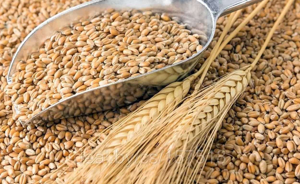 Экспорт пшеницы из стран ЕС упал на 34% за год - agroexpert.md