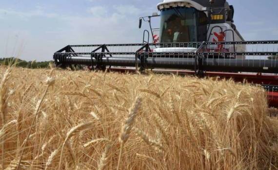 Россия столкнулась с минимальным экспортом пшеницы за 17 лет - agroexpert.md