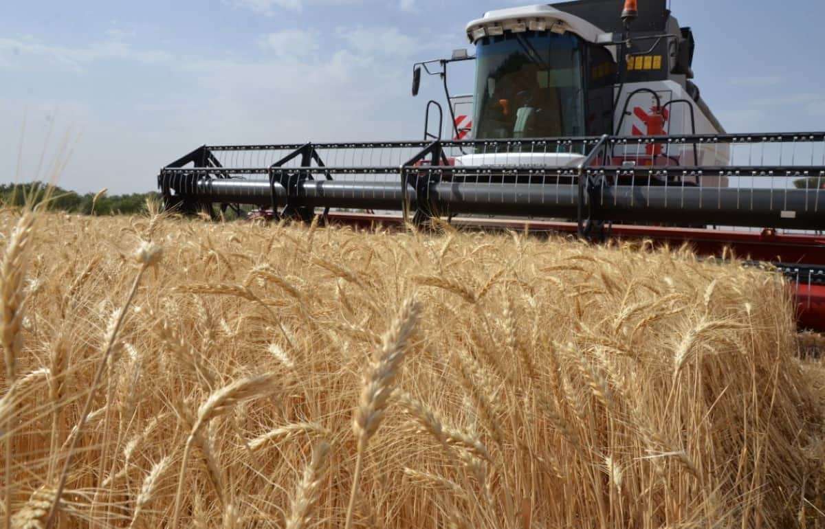 Россия столкнулась с минимальным экспортом пшеницы за 17 лет - agroexpert.md